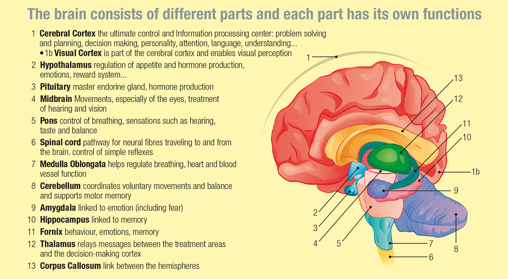 Normal brain function and vision | Eyes | Swiss Alp Health