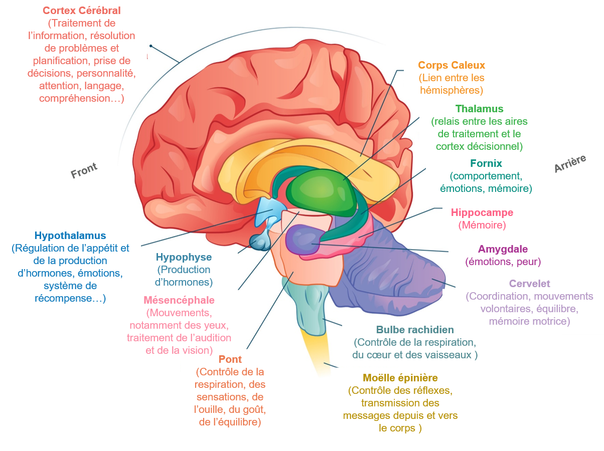 Fonctions Cerveau Swiss Alp Health Extracell